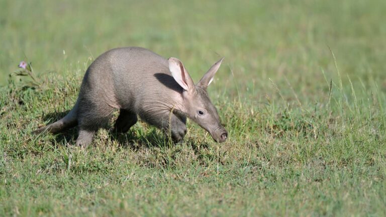 Gallery_0000_Aardvark6