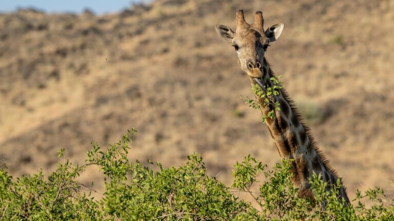 Gallery_0000_Namibia_Hoanib Valley Camp_Martin Gregus_L4_Giraffe 8