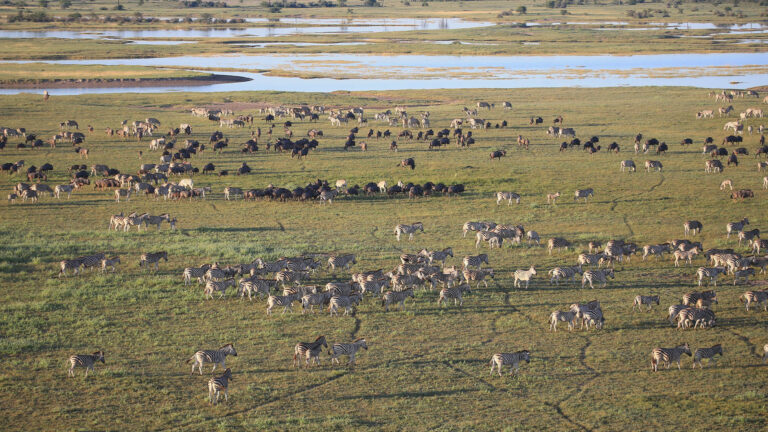 Gallery_0000_Uncharted Afria - Zebra & Wildebeeste Migration 3