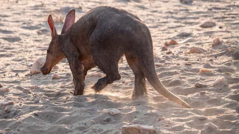 Gallery_0001_Aardvark9