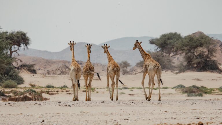 Gallery_0001_NAM_Hoanib Valley Camp_Jonas Fellenstein_L4_giraffe1