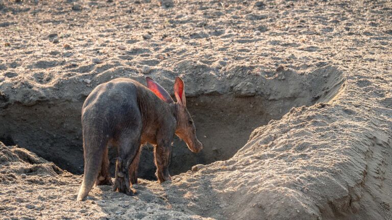 Gallery_0002_Aardvark2