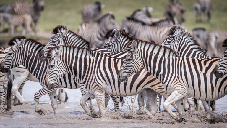 Gallery_0002_BOTS_Jacks Camp_Scott Ramsay_L2_zebra