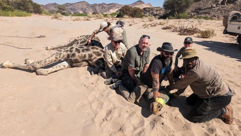 Gallery_0002_GPS Tagging - NW Namibia August 2023 - giraffe on the ground GPS unit @ GCF