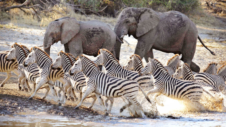 Gallery_0003_06 Meno a Kwena - Elephant and Zebra