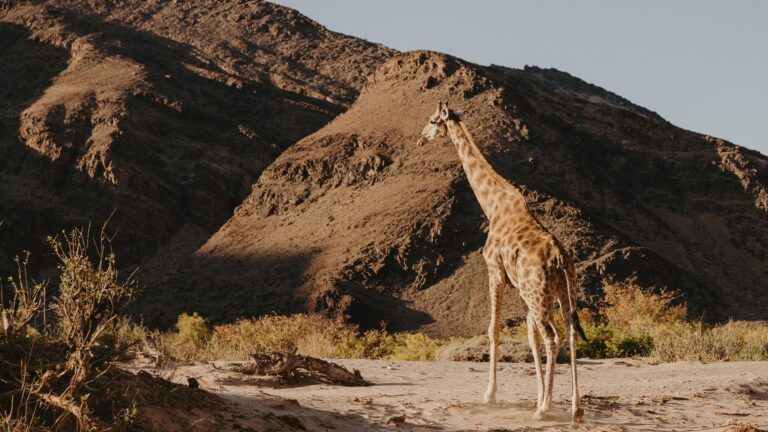 Gallery_0003_NAM_Hoanib Valley Camp_Anne Fitchner_L4_giraffe5