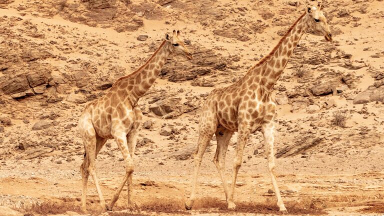Gallery_0004_NAM_Hoanib Valley Camp_Anton Crone_L4_giraffe6