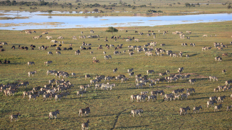 Gallery_0004_Uncharted Africa - Zebra & Wildebeest Migration 2