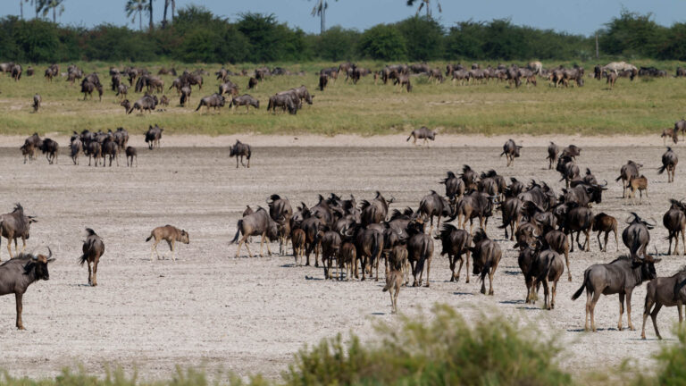 Gallery_0005_BOTS_JacksCamp_ShireneBriell_L2_wildebeast1