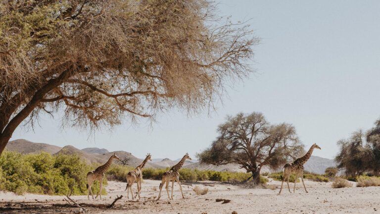 Gallery_0005_NAM_Hoanib Valley Camp_Anne Fitchner_L4_giraffe2