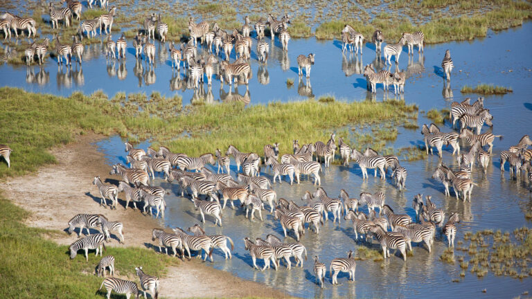 Gallery_0006_08 Zebra migration
