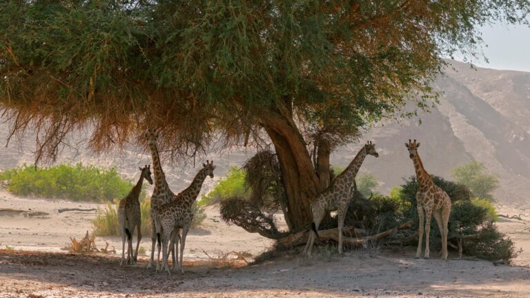 Gallery_0007_NAM_Hoanib Valley Camp_Filip Kulisev_L3_giraffe10