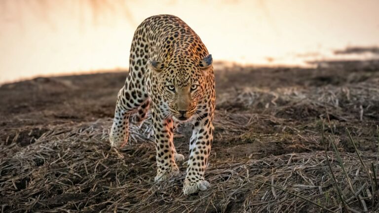 KPR Wildlife Monitoring Gallery 3