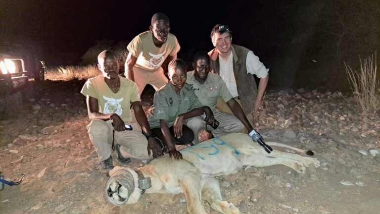 Desert Lions Project Gallery 2