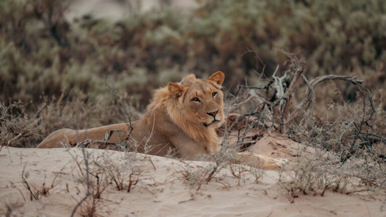 Desert Lions Project Gallery 3