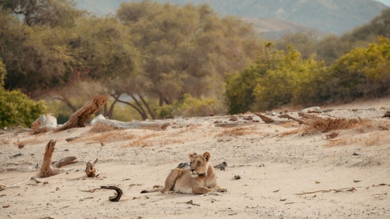 Desert Lions Project Gallery 4