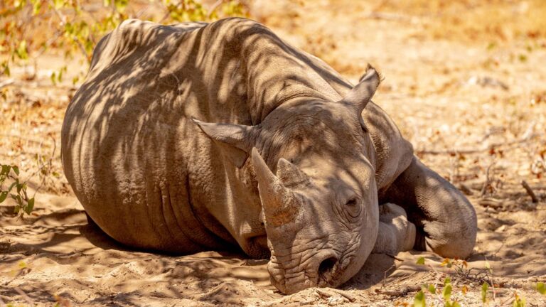 Gallery_0000_Namibia_EtoshaHeightsPrivateReserve_Wildlife_BlackRhino_AntonCrone_L4