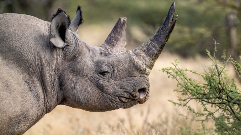 Gallery_0001_Namibia_Etosha Mountain Lodge_Martin Gregus_L4_Black Rhino 4