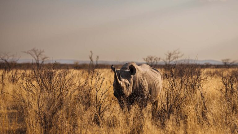 Gallery_0002_Namibia_Etosha Mountain Lodge_Chris Schmid_L2_Black Rhino 5