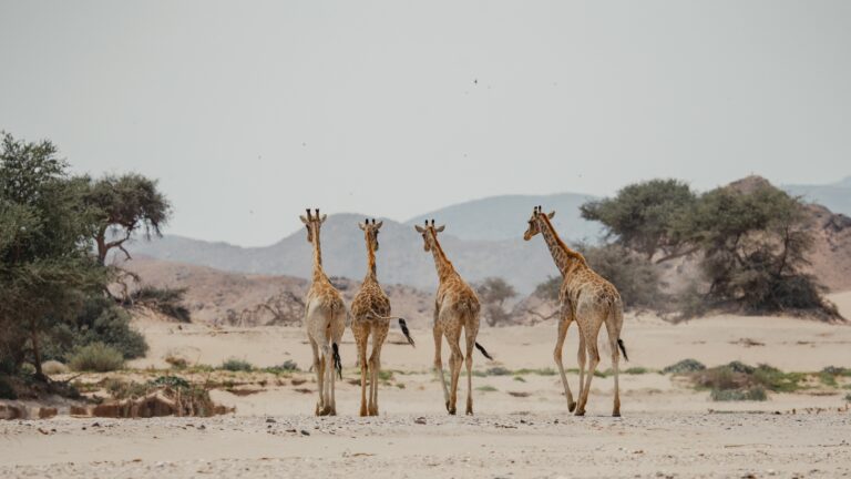 Giraffe Conservation Research Conservation Gallery 1
