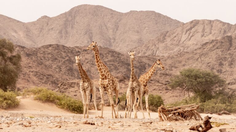 Giraffe Conservation Research Conservation Gallery 3