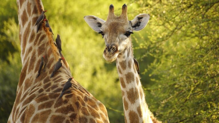 Giraffe Conservation Research Conservation Gallery 4