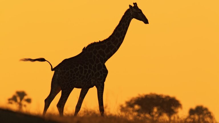 Giraffe Conservation Research Conservation Gallery 5