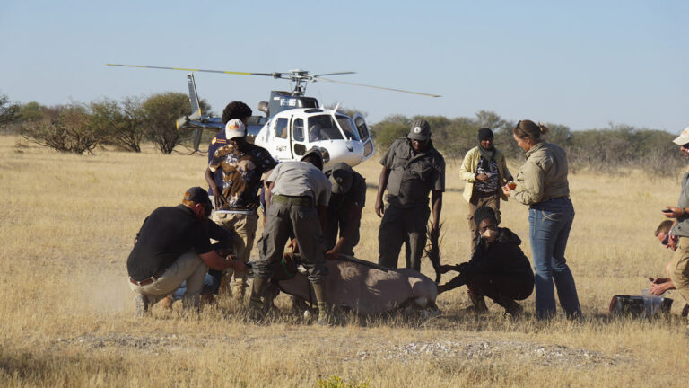 Gallery_0006_Wildlife Vet Course 2022 - Oryx procedure #1 at Etosha Heights PR, Namibia © GCF