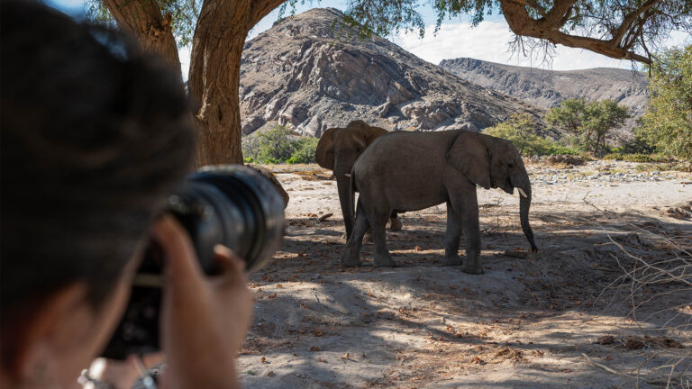 Gallery_0000_Nam_Hoanib Valley Camp_Mark Swandale_L4_Game Drive 15